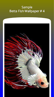 Betta Fish Wallpaper HD Free(圖5)-速報App
