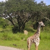 west african giraffe