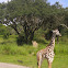 west african giraffe