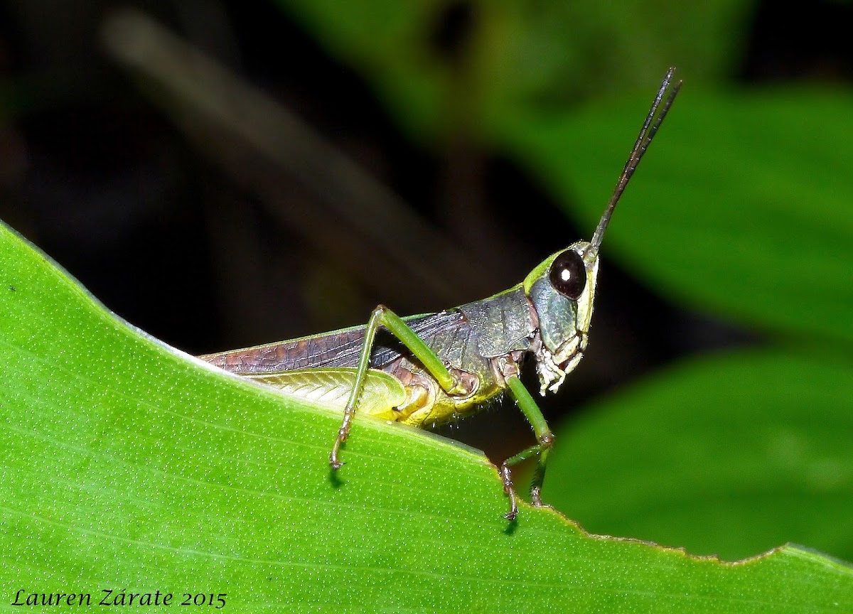 Short Horn Grasshopper