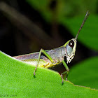 Short Horn Grasshopper