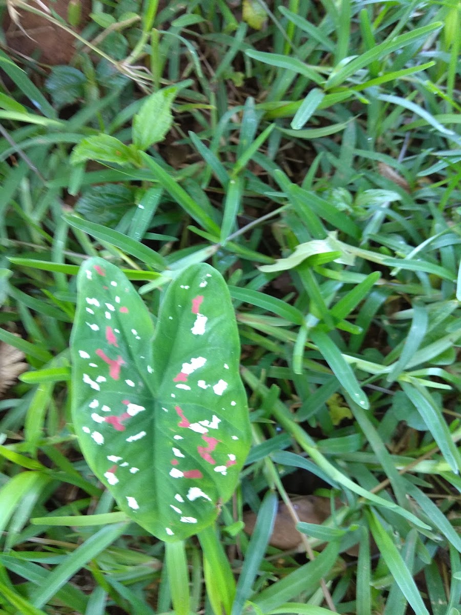 Elephant Ear