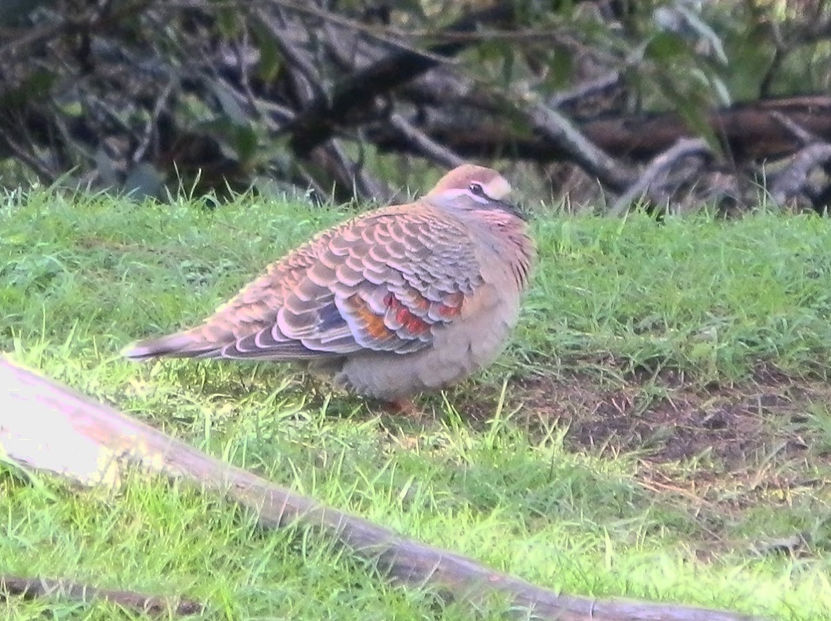 Common Bronzewing