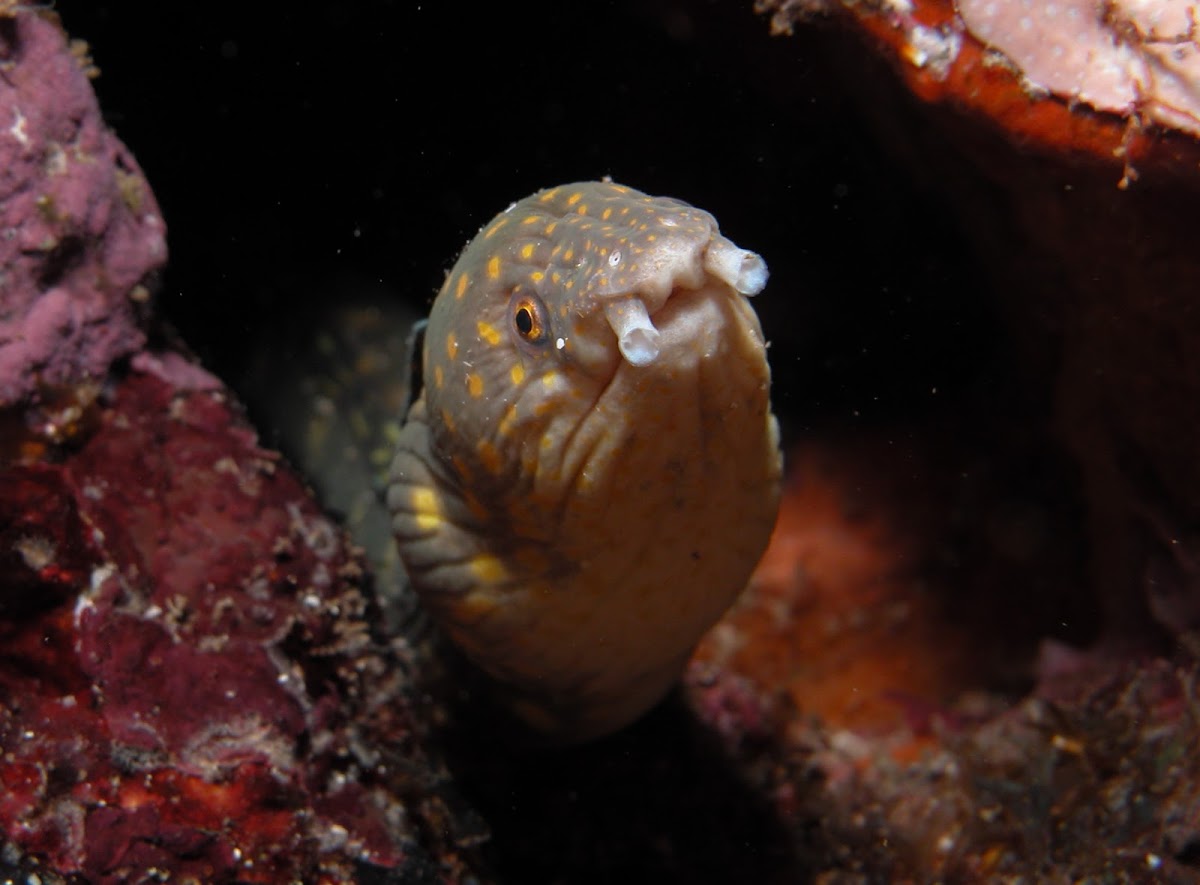 Sharptail Snake Eel