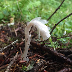 Indian pipe