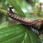 Millipede (Greenhouse Millipede)