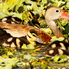 Black-bellied Whistling Duck