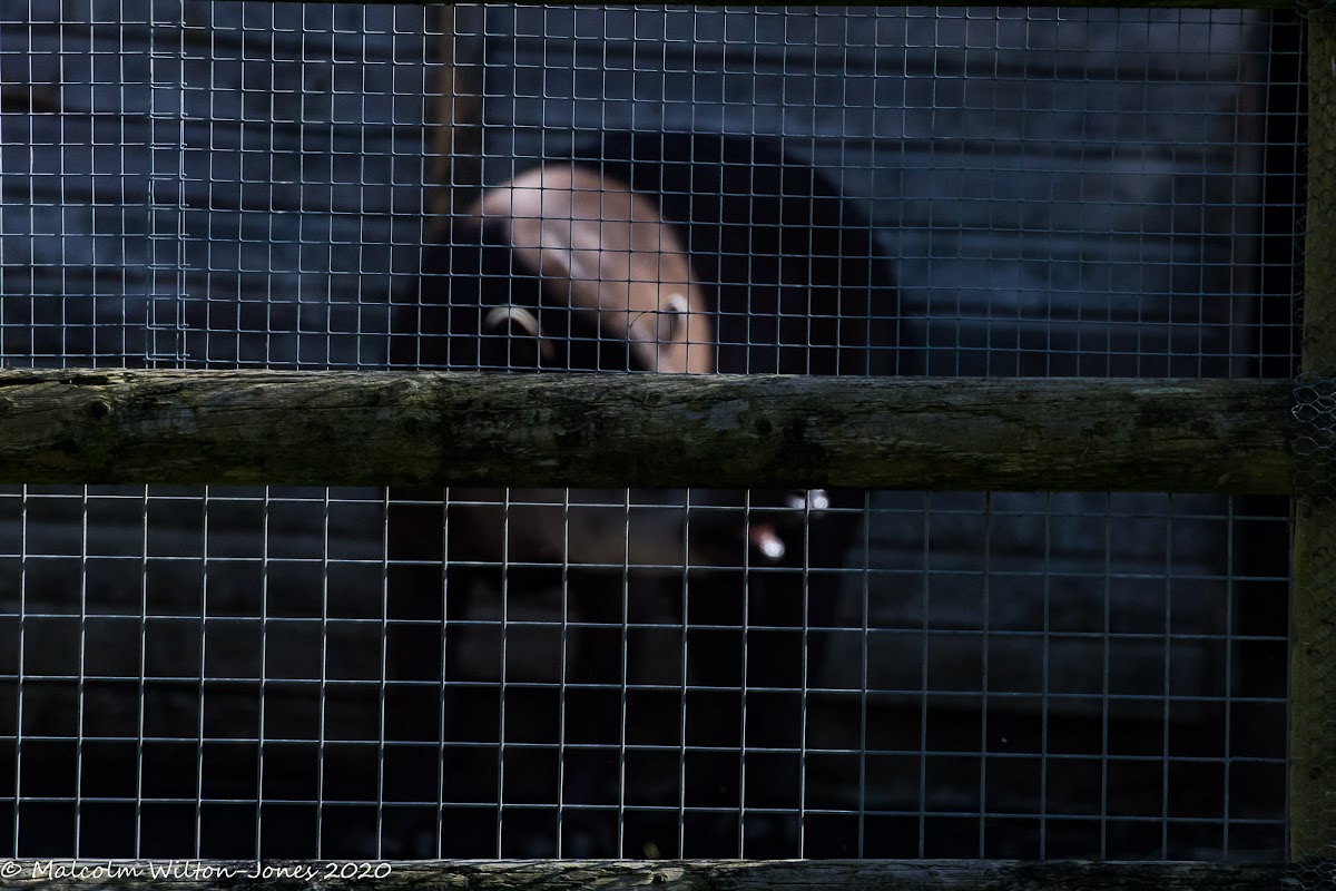 Brazilian Tapir