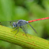 Asiatic Blood Tail, Pruinosed Bloodtail, Longwinged Skimmer, Scarlet Grenadier