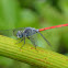 Asiatic Blood Tail, Pruinosed Bloodtail, Longwinged Skimmer, Scarlet Grenadier