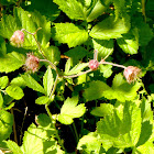 Purple Avens