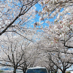 ヴォクシー ZRR80W