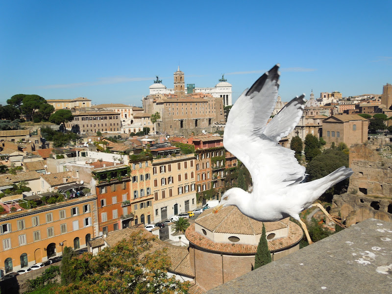 In volo sul Foro di Roma di Agocentrico