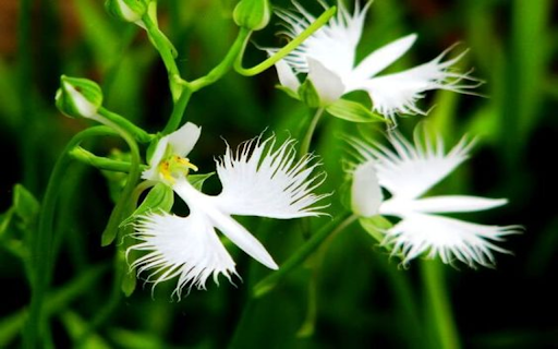 Snake jasmine flower wallpaper screenshot 1