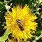 European Hoverfly