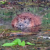 Muskrat