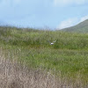 Northern Harrier (Male)