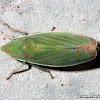 Leafhopper