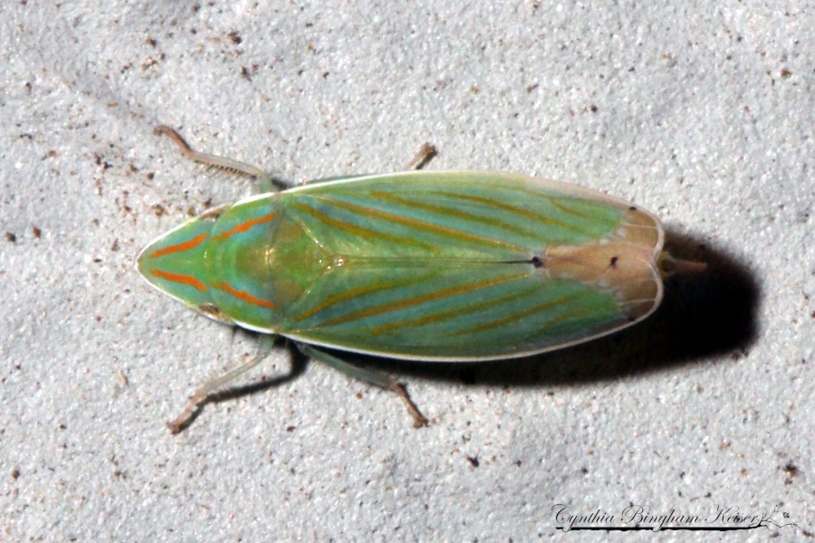 Leafhopper