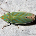 Leafhopper