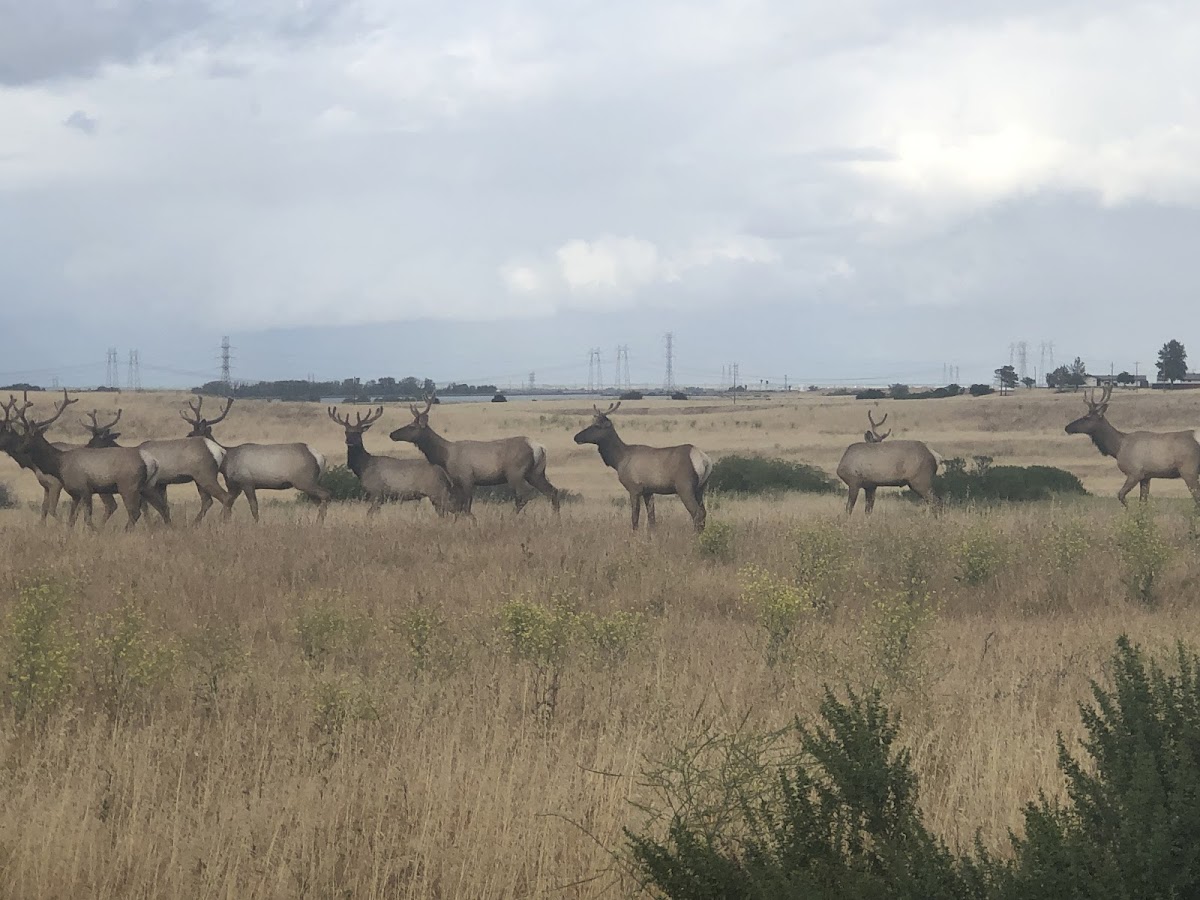 Tule elk