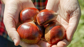 Japanese Chestnut thumbnail