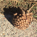 Pine cone