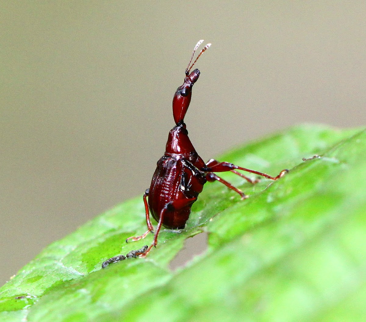 Leaf-rolling Weevil