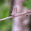 American Snout butterfly