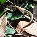 Many-lined Sun Skink