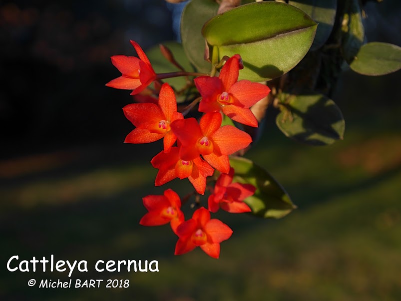 Cattleya (Sophronitis) cernua UeXFTR3y8dF1fud59ZW1jMt5UCM34ubZf3BASAzhC6qkg04hxyC0dUkbH2oQtgfZC6KQrU-B8SHOVL_eFX2MOLPTBsBptNuXey9ZA7JitW0wIFxqSQF4ZODuX6kTykZYMBNUnMOMP-2A8ExFsg0IvJ4kXk7V7SL4Qwl94AVtwd4WeRKNeernAf85QxwjBcJZaZNkbl7-wSl8CkG2l2IlCWDaQZRoIgPz9fRPBYf5vX_QVjM1Y-w2lU0H0mULUWssGwu6uQCCH_1u1A0B62d-8oRN_CePY2JzEKLQzpdt8GpC5Hy8Qg3fakW9HIQ-gPxmqk_JUiVG3Gb8cWvXeIdf3dhPcNQYq2K_9PZ7GvIgYIAmdF0XErAkfcEXs8LNSUqoFgHXic3z7NxZ-EVZS4qMTg26y_6VtSWFK4h7fjEZn7dr0v60rTaK9qa5R2ARxNJQn2jFHEm9nhZDH1IHea8eYlDZ5T4Mv8UIJftPdLZ17dPgt3Ho7unaSllKoyurX3DCsTZhPdjgICKx6j2XVFad_liII_U0VBYmDuaD4eGyfzcI4w0ucGupiNKLWPk-rrsLzbFsjuV_sr1A-X0TGS2_x_8Z3YdPda-QW-xPRL_Tooo2nqcq0jxguD4M0fxPXvNAXKgM6U8BVLMIU_1HsT--Rz_s=w804-h603-no