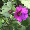 Flowering Raspberry