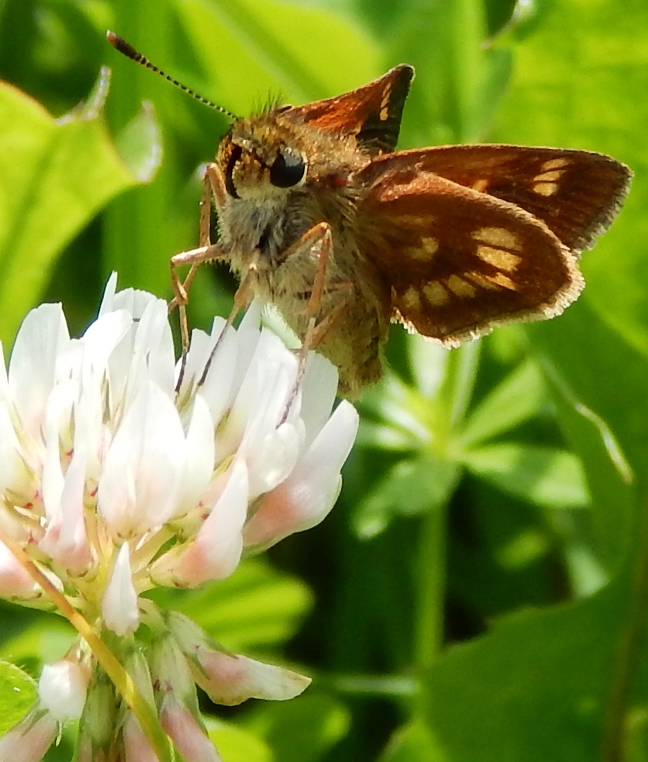 Common Branded Skipper