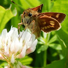 Common Branded Skipper