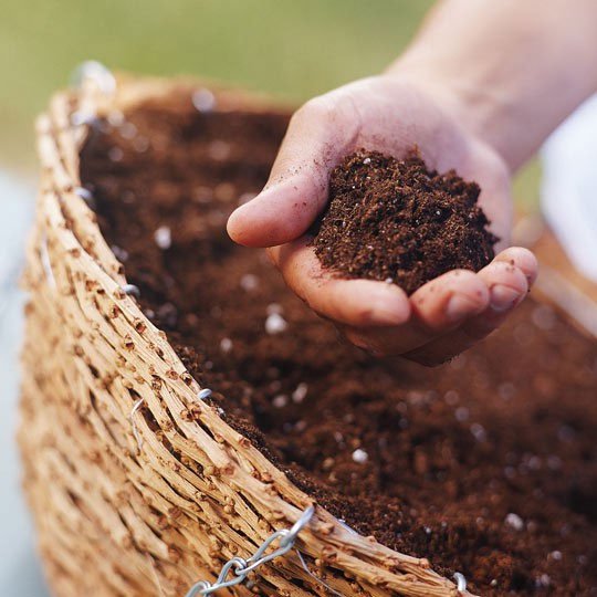 Kỹ thuật trồng và chăm sóc hoa mai vàng