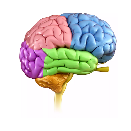 Human Brain - Neuroanatomy