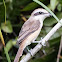 Brown Shrike