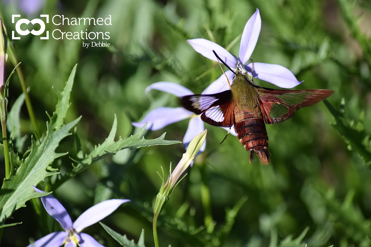 Hummingbird Clearwig