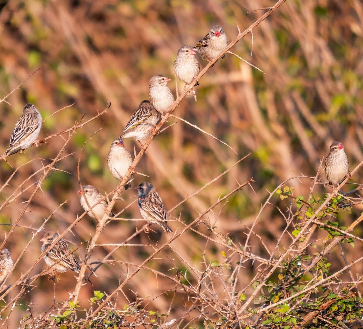 Red-billed quelea