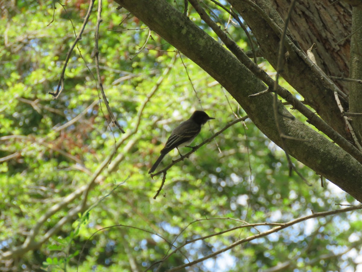 Black phoebe