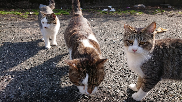 フィットの猫好き・猫好きな人とも繋がりたい・猫ちゃん可愛い!!!!・コラボお誘いお待ちしております・コラボしませんか？に関するカスタム事例の投稿画像12枚目