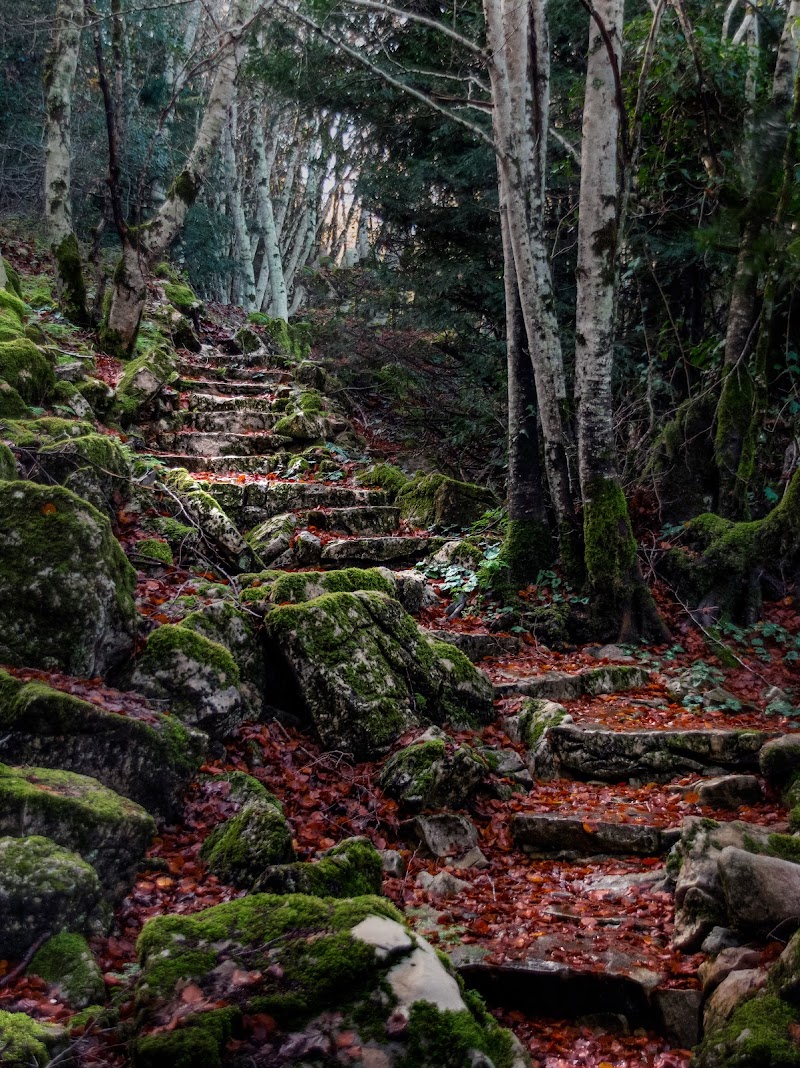 Le scale nel bosco di Francesco_Ramones