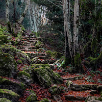 Le scale nel bosco di Francesco_Ramones