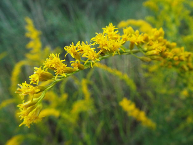 goldenrod