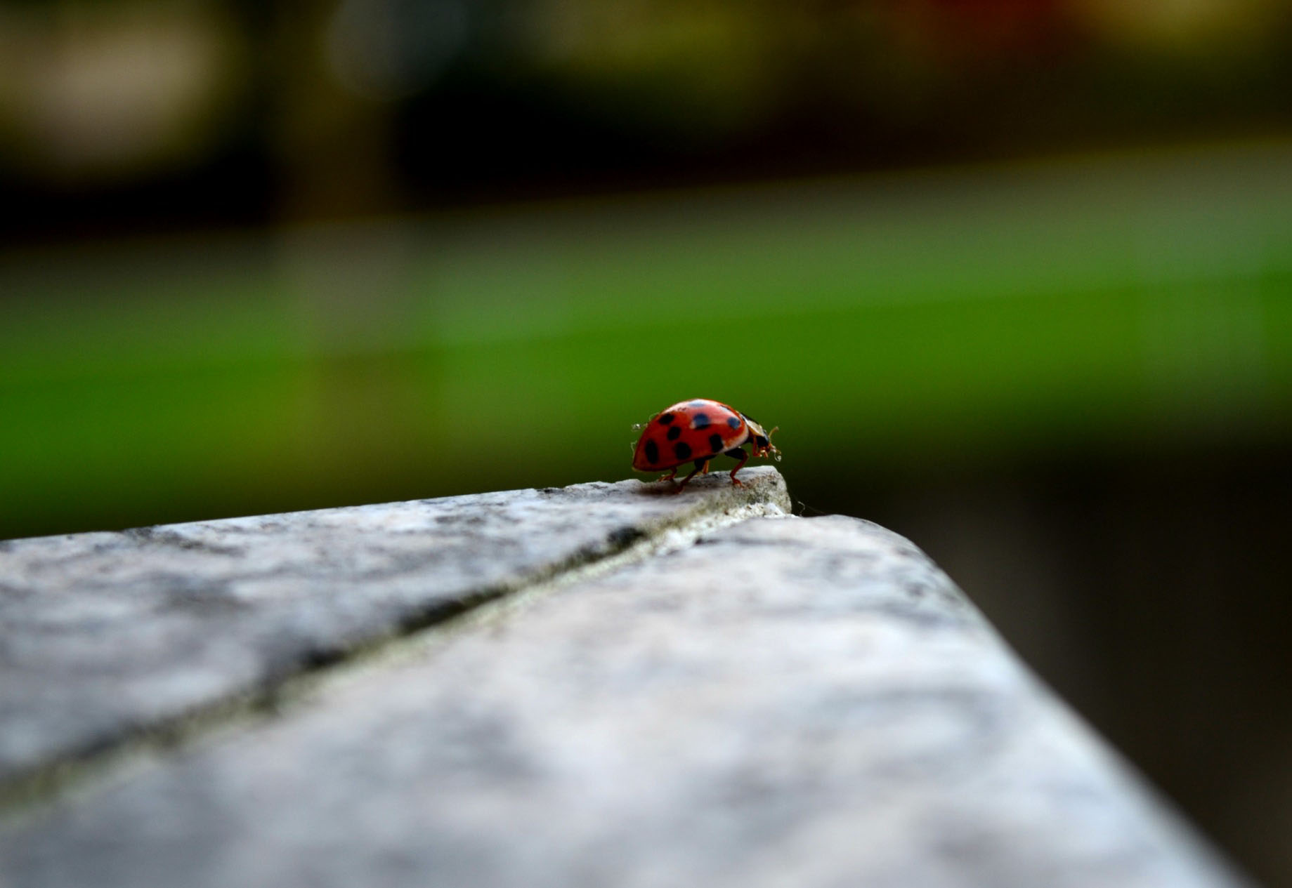 Ladybug di FrancescaMichelini