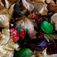 foglie d'autunno di 