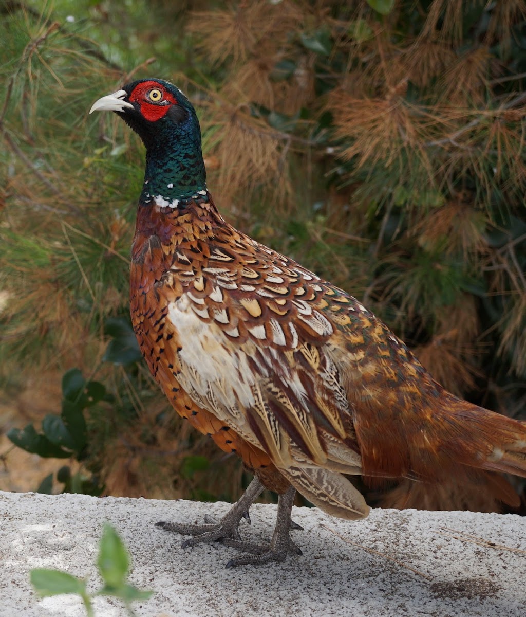 Common pheasant ♂