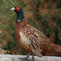 Common pheasant ♂