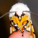 Salt marsh moth (♂)