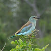 European roller